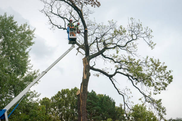 Residential Tree Removal in Shorewood Tower Hills Harbert, MI